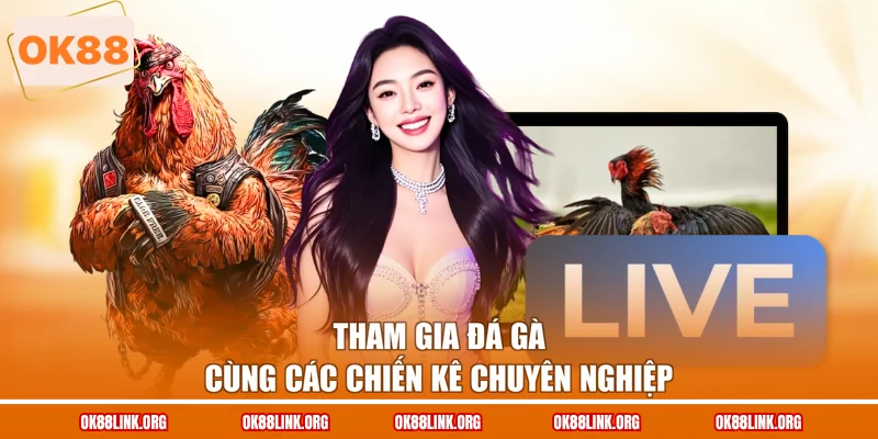 Tham gia đá gà cùng các chiến kê chuyên nghiệp